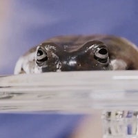 a frog sitting on top of a glass plate